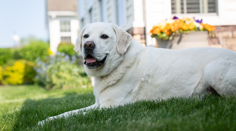 Yellow lab laying in grass outside retirement home